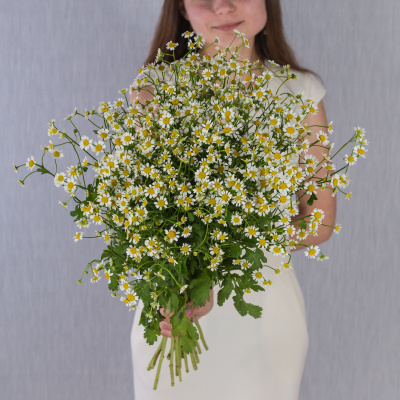 Букет из мелких кустовых ромашек танацетумов 50581