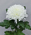Хризантема одноголовая белая N 18
