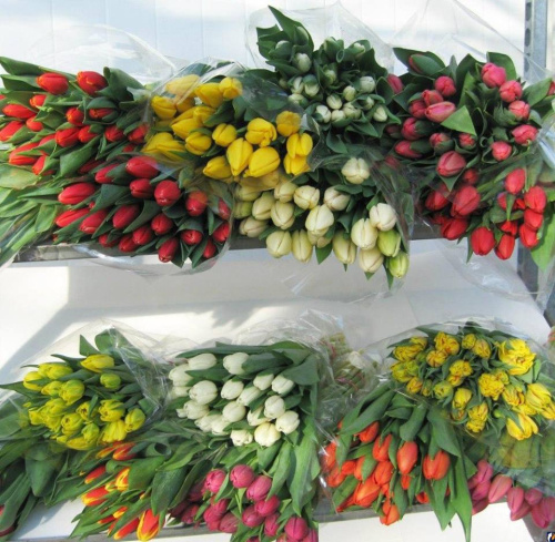 500 Тюльпанов ОПТОМ в технической упаковке. (по 50 шт. в упаковке) N 60426/500