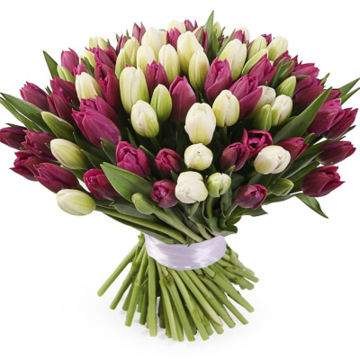 Букет из 101 тюльпана (фиолетовый/белый) 7335