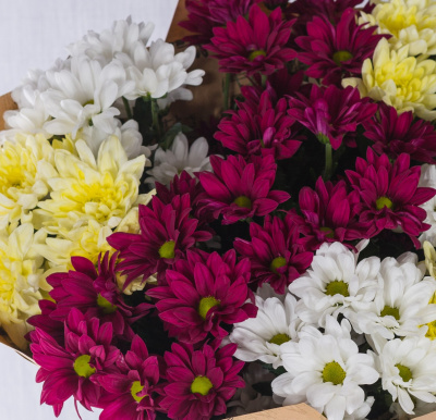 Букет из разноцветных хризантем 35809 Букет из разноцветных хризантем 35809