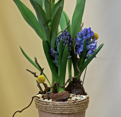 Кашпо с луковичными первоцветами S Синий (тюльпан, гиацинт) 46200-С