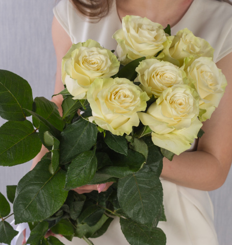 Роза белая с крупным бутоном Эквадор 60 см ПОШТУЧНО арт. 13