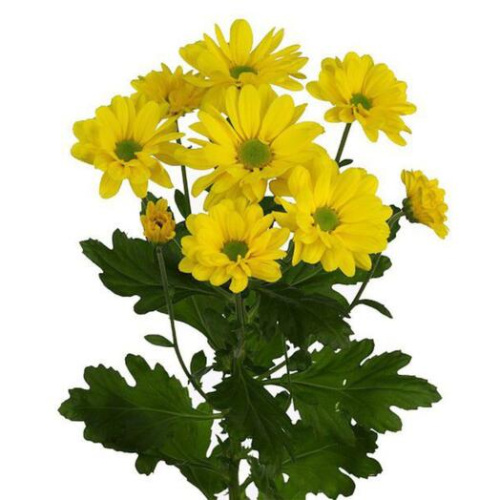 Хризантема кустовая МИКС ПОШТУЧНО арт. 19